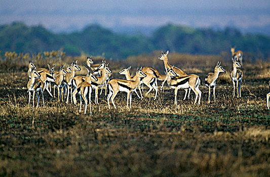 瞪羚,汤氏瞪羚,牧群,马赛马拉,公园,肯尼亚