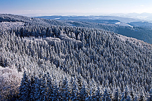 风景,雪,树,藻厄兰,北莱茵威斯特伐利亚,德国,欧洲