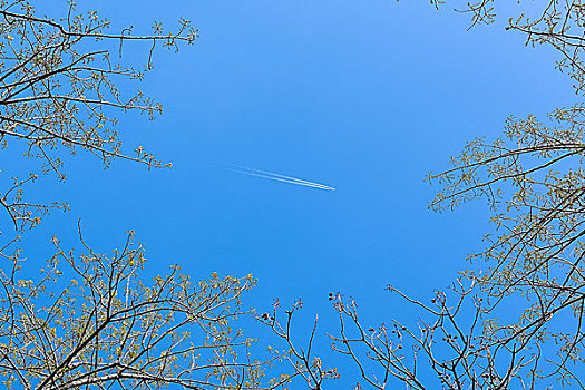 飞机和树