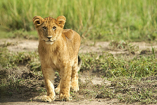 幼狮,狮子,树林,乌干达