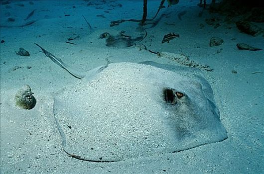 黄貂鱼,躺着,海底,英属维京群岛,加勒比海