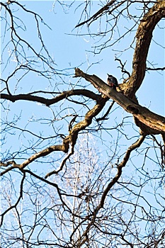 啄木鸟,老,橡树,枝条