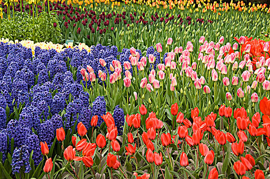 荷兰,库肯霍夫花园,球根,花,公园,上方,郁金香,品种