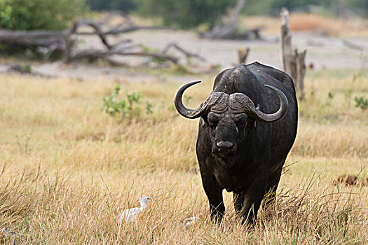 头像,南非水牛,非洲水牛,站立,草地,奥卡万戈三角洲,博茨瓦纳