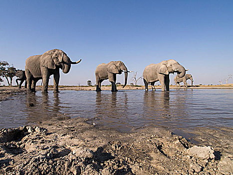 非洲,博茨瓦纳,乔贝国家公园,非洲象,牧群,喝,泥,水潭,萨维提,湿地