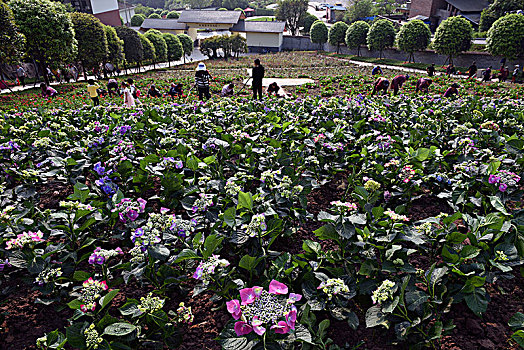 重庆南湖多彩植物园风光