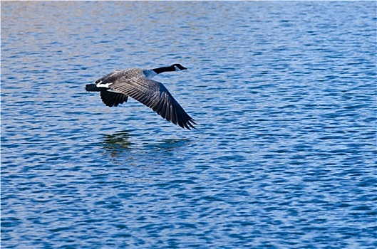 黑额黑雁,飞跃,湖