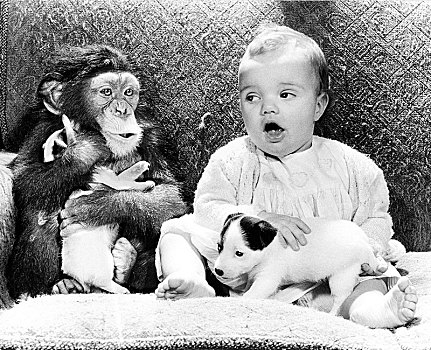 婴儿,黑猩猩,小,杰克罗素狗,坐,沙发,英格兰,英国