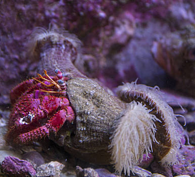 海葵和寄居蟹的关系图片
