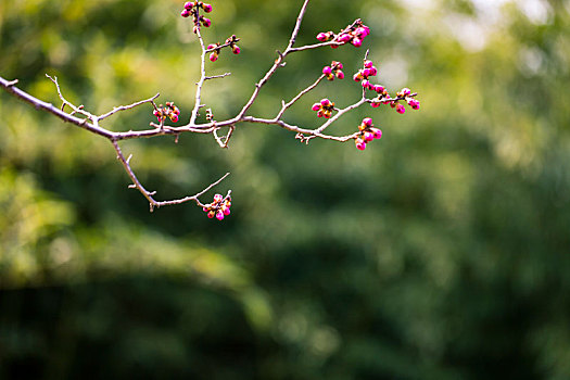 花蕾