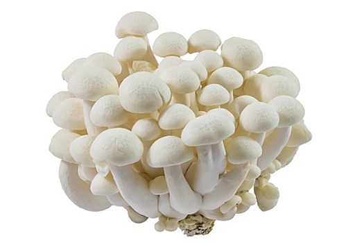 山毛榉,蘑菇,白色,白色背景