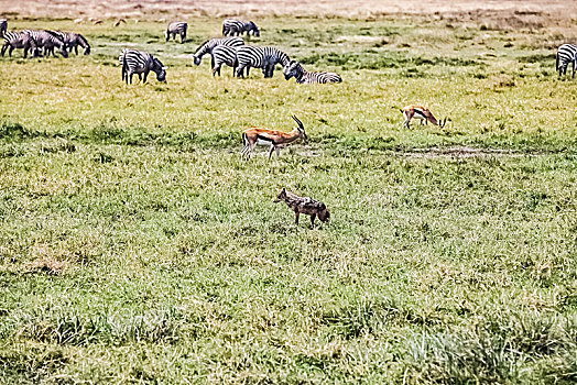 肯尼亚安博塞利国家公园胡狼生态环境