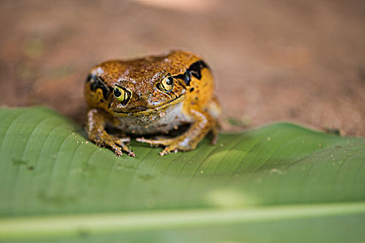 madagascar马达加斯加番茄青蛙