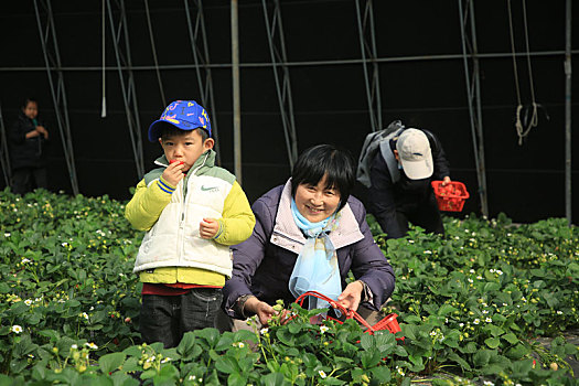 山东省日照市,春光明媚草莓红,休闲采摘好时节