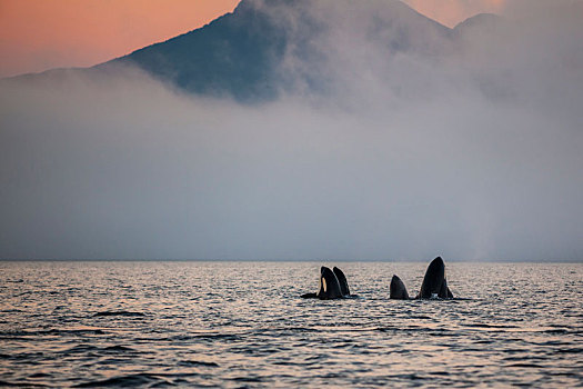 多,逆戟鲸,约翰斯顿海峡,温哥华岛,不列颠哥伦比亚省,加拿大