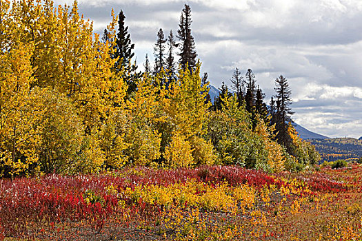 深秋,秋天,海恩斯,道路,阿拉斯加,叶子,秋色,克卢恩国家公园,自然保护区,育空地区,加拿大