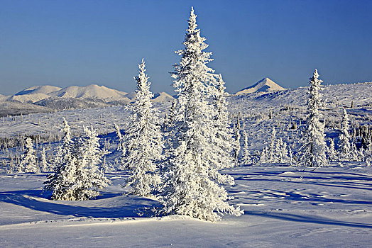 北美,美国,阿拉斯加,北方,公路,冬季风景,布鲁克斯山