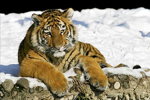 年轻,西伯利亚,虎,东北虎,雪中