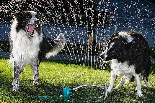 狗,玩,洒水器