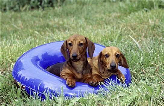 两个,达克斯猎狗,狗,游泳圈