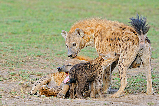 斑鬣狗,母亲,哺乳,幼仔,马赛马拉,肯尼亚