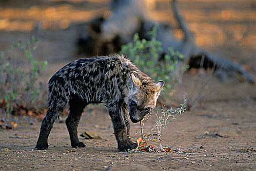 斑鬣狗,幼仔,克鲁格国家公园,南非,非洲