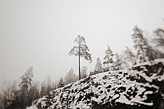 雪景