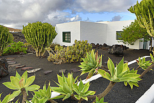 西班牙,加纳利群岛,兰索罗特岛,传统建筑,花园,植物