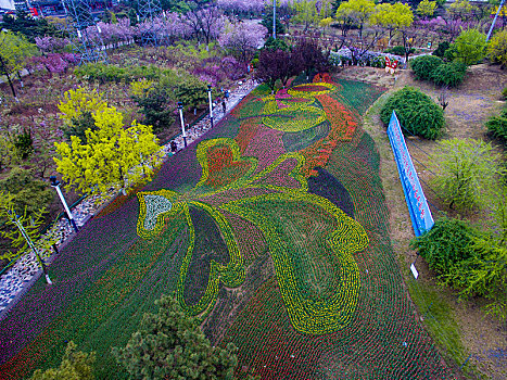 郁金香,花朵,花卉,种植,造型,图案,美丽,漂亮,吸引,艳丽,秦皇岛,公园,环岛,新世纪