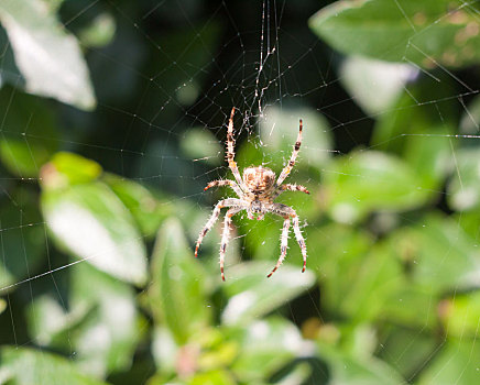 蜘蛛,上网,户外,欧洲园蛛
