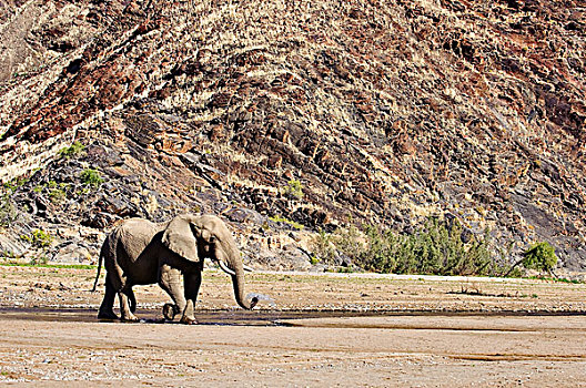 非洲象,喝,河,干燥,风景,博茨瓦纳