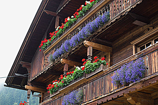 木质,高山,露台,彩色,花箱,奥地利