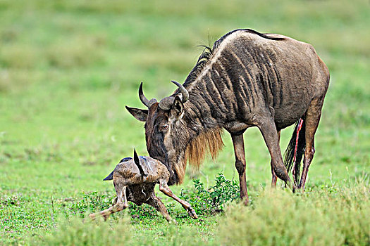 蓝角马,角马,女性,帮助,诞生,幼兽,站立,塞伦盖蒂国家公园,坦桑尼亚