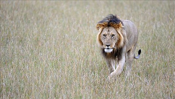 狮子,白天,马赛马拉,国家公园,肯尼亚,东非