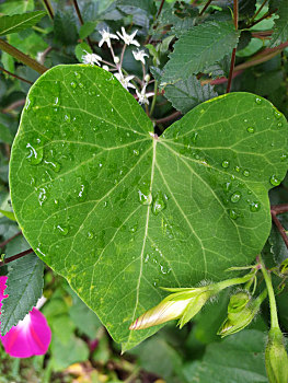 雨后的叶子