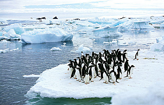 生物群,保利特岛,南极
