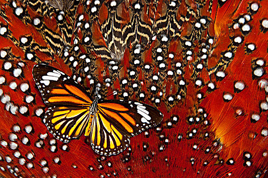 黑脉金斑蝶,羽毛,设计