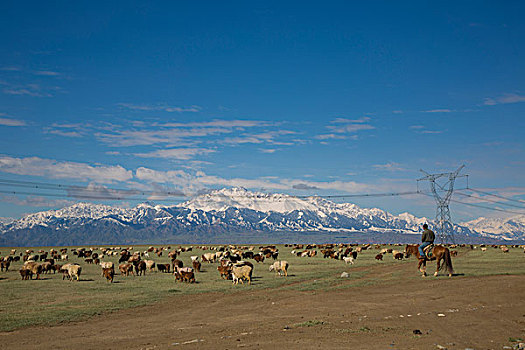 新疆牧场