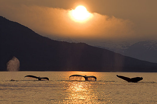 驼背鲸,太阳,后面,山峦,靠近,阿拉斯加