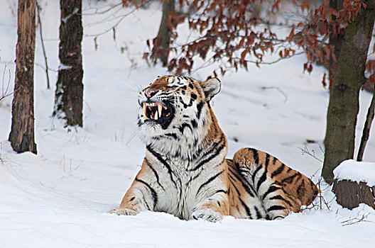 西伯利亚虎,东北虎,冬天,围挡