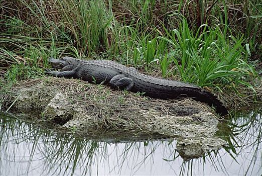 美国短吻鳄,水上,堤岸,大沼泽地国家公园,佛罗里达
