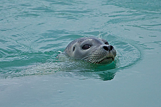 斑海豹,游泳,杰古沙龙湖,结冰,湖,南方,冰岛