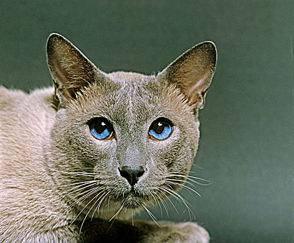 蓝色,暹罗,家猫,蓝眼睛