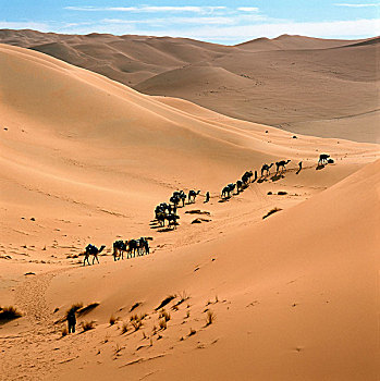 利比亚,撒哈拉沙漠,沙,沙漠,骆驼,驼队