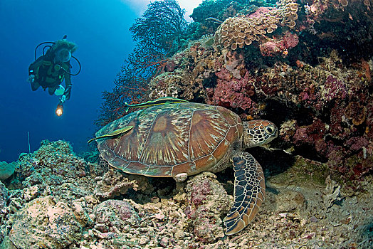 潜水,绿海龟,龟类,鮣鱼,珊瑚礁,宿务,菲律宾,亚洲