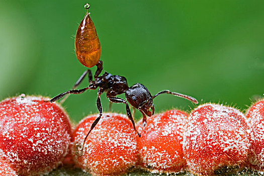 蚂蚁,护理,鳞片,昆虫,几内亚