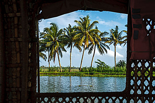椰树,风景,船,死水,喀拉拉,印度