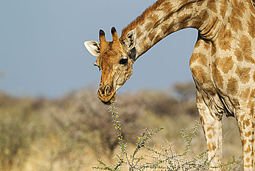 南非,长颈鹿,雌性,进食,黄花,叶子,刺槐,埃托沙国家公园,纳米比亚,非洲