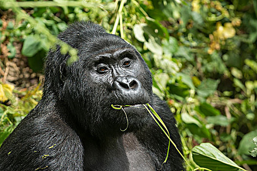 山地大猩猩,大猩猩,雄性,进食,国家公园,乌干达,非洲