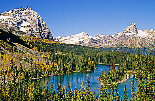 湖,秋天,落叶松属植物,欧哈拉湖,区域,幽鹤国家公园,不列颠哥伦比亚省,加拿大